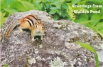 Greetings from Walden Pond Postcard with chipmunk - Barbara Olson