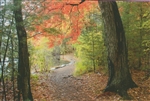 Path at Walden Pond, Concord, Massachusetts - Barbara Olson