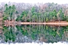 "Reflections in the Fall Shoreline at Walden Pond" (14 x 11 Matted Print) – Barbara Olson