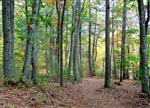 "Fall Forest Floor in Walden Woods" (14 x 11 Matted Print) – Barbara Olson