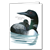 Common Loon Note Card - David Sibley