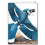 Blue Jay Note Card - David Sibley