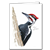 Pileated Woodpecker Note Card - David Sibley