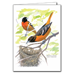 Baltimore Oriole Note Card - David Sibley