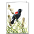 Red-Winged Blackbird Note Card - David Sibley