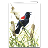 Red-Winged Blackbird Note Card - David Sibley