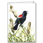 Red-Winged Blackbird Note Card - David Sibley